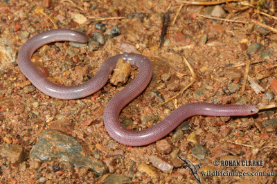 Blackish Blind Snake - Ramphotyphlops nigrescens