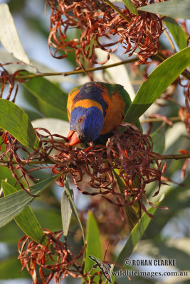 Red-collared Lorikeet 1783.jpg