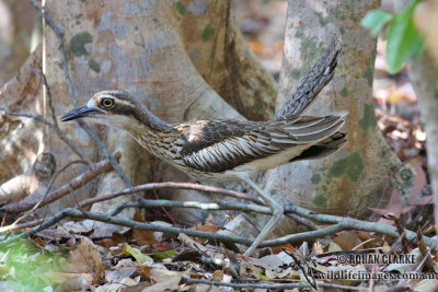 Bush Stone-Curlew 0595.jpg