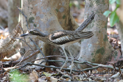 Bush Stone-Curlew 0600.jpg