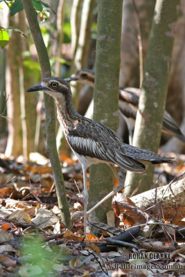 Bush Stone-Curlew 0602.jpg