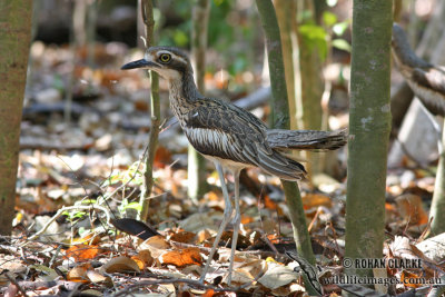 Bush Stone-Curlew 0611.jpg