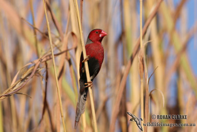 Crimson Finch 0849.jpg