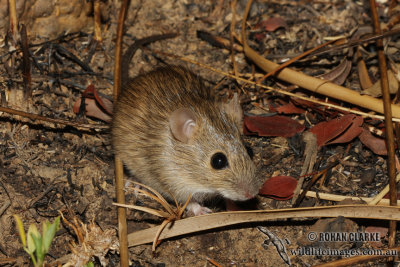 Western Chestnut Mouse 2054.jpg