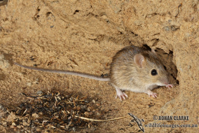 Western Chestnut Mouse 2056.jpg