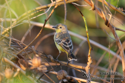 Yellow Chat 3105.jpg