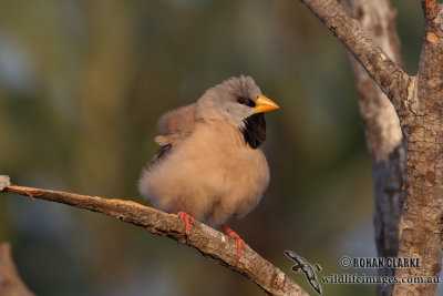 Long-tailed Finch 2092.jpg