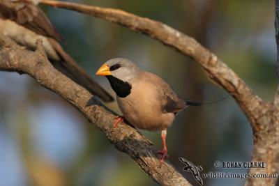 Long-tailed Finch 2129.jpg