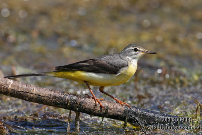 Grey Wagtail 2461.jpg