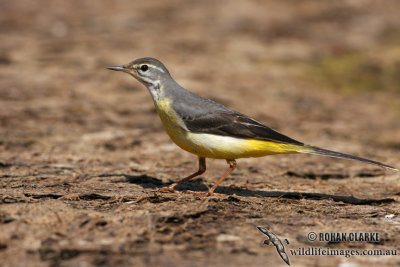 Grey Wagtail 2527.jpg