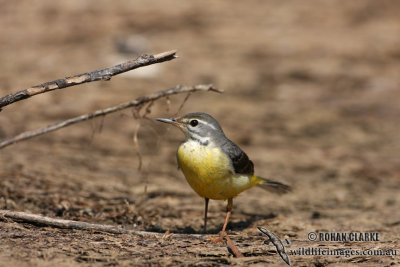 Grey Wagtail 2534.jpg