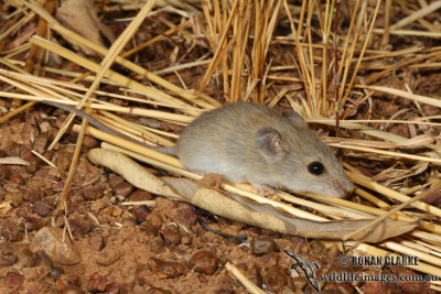 Tropical Short-tailed Mouse 2049.jpg