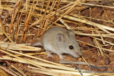 Tropical Short-tailed Mouse 2050.jpg
