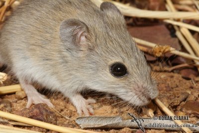 Tropical Short-tailed Mouse _2051.jpg