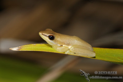 Northern Dwarf Tree Frog - Litoria bicolor 0641.jpg