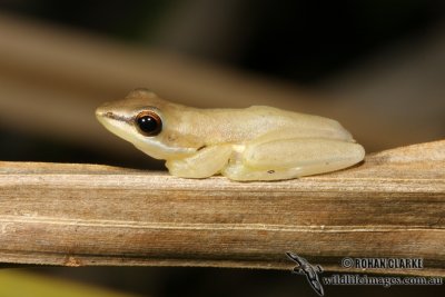 Litoria bicolor 0644.jpg