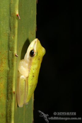 Litoria bicolor 0648.jpg