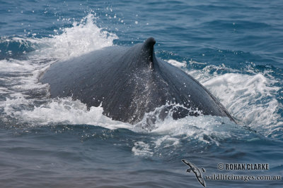 Humpback Whale 4265.jpg