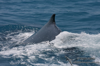 Humpback Whale 4267.jpg