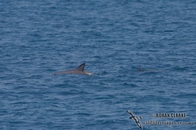 Common Bottle-nosed Dolphin 2696.jpg