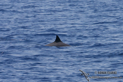 Long-snouted Spinner Dolphin 3981.jpg