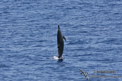 Long-snouted Spinner Dolphin 3984.jpg