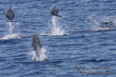 Long-snouted Spinner Dolphin 3995.jpg