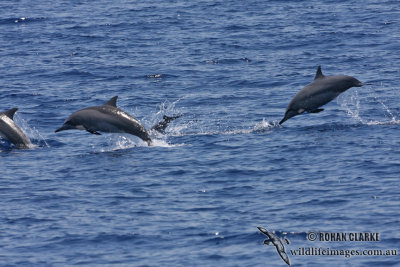 Long-snouted Spinner Dolphin 3997.jpg