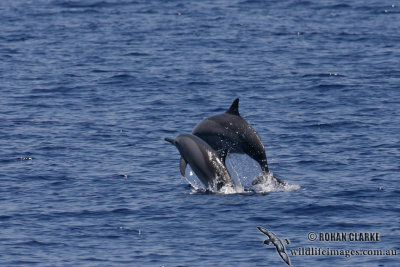 Long-snouted Spinner Dolphin 4011.jpg