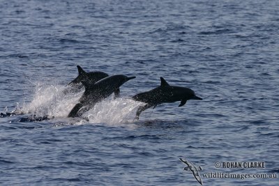 Long-snouted Spinner Dolphin 4090.jpg