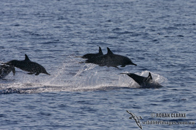 Long-snouted Spinner Dolphin