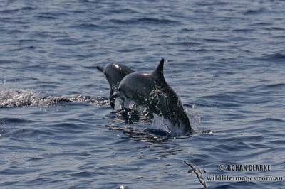 Long-snouted Spinner Dolphin 4095.jpg