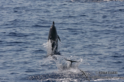 Long-snouted Spinner Dolphin 4097.jpg