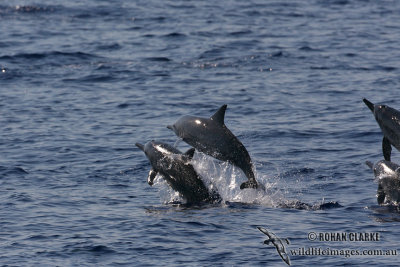 Long-snouted Spinner Dolphin 4098.jpg
