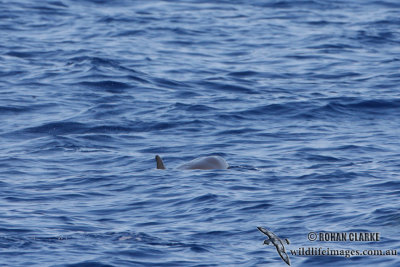 Fraser's Dolphin 2788.jpg