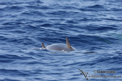 Fraser's Dolphin 2792.jpg