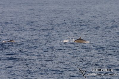 Fraser's Dolphin 4137.jpg