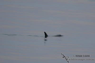 Risso's Dolphin 2724.jpg