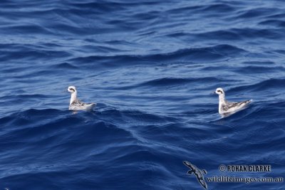 Red-necked Phalarope 2964.jpg