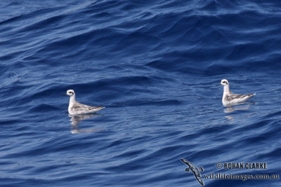 Red-necked Phalarope 2966.jpg