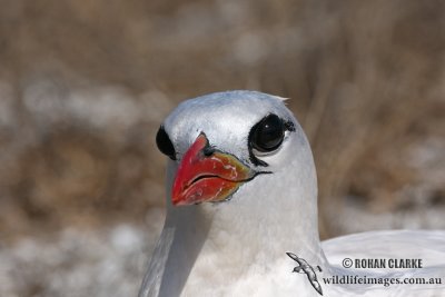 Red-tailed Tropicbird 3921.jpg