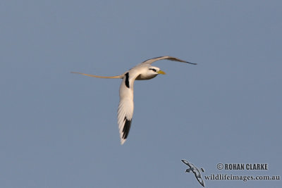 White-tailed Tropicbird 3209.jpg