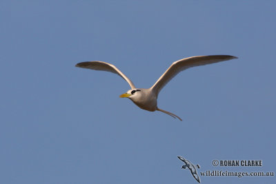White-tailed Tropicbird 3211.jpg