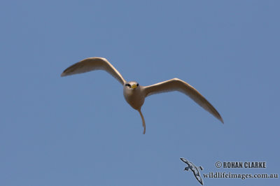 White-tailed Tropicbird 3212.jpg