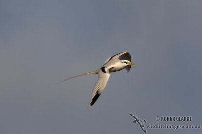 White-tailed Tropicbird 3216.jpg