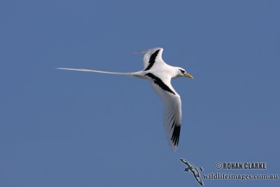 White-tailed Tropicbird 3928.jpg