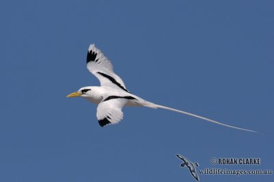 White-tailed Tropicbird 3932.jpg
