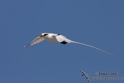 White-tailed Tropicbird 3934.jpg