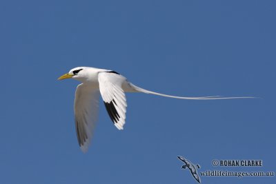 White-tailed Tropicbird 3936.jpg