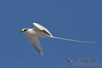 White-tailed Tropicbird 3937.jpg